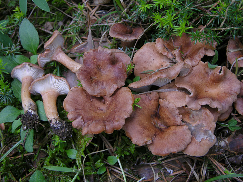 Eccoli i funghi.......